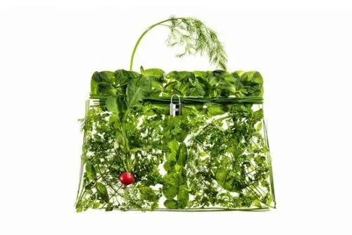 蔬菜界的“愛馬仕”會中毒致癌？